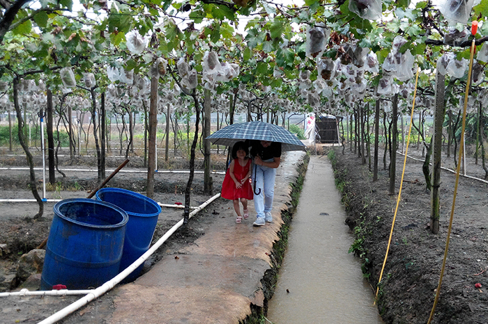 圣元伙伴在雨中體驗(yàn)摘葡萄的歡快